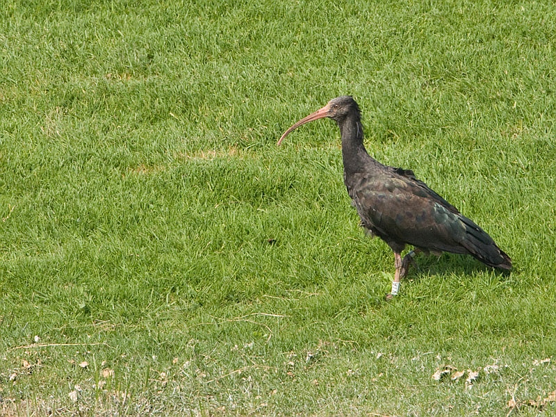 Plegadis falcinellus Zwarte Ibis Glossy Ibis